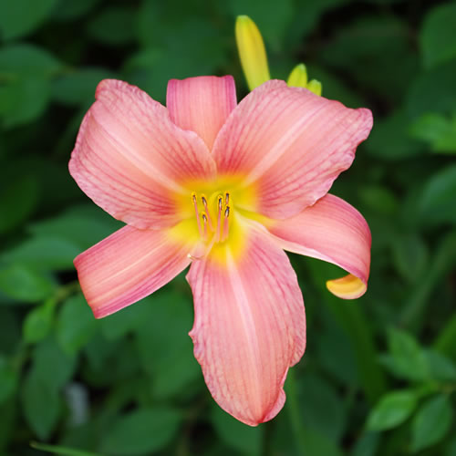 Hemerocallis Patricia Fay